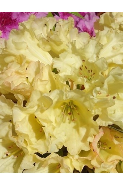 Rhododendron Saffrano 